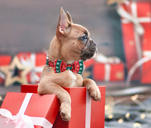 Load image into Gallery viewer, Festive Fido Set
