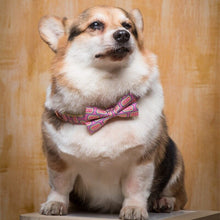 Load image into Gallery viewer, Pupper Kween Collar
